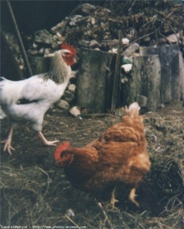 Photo de Poule