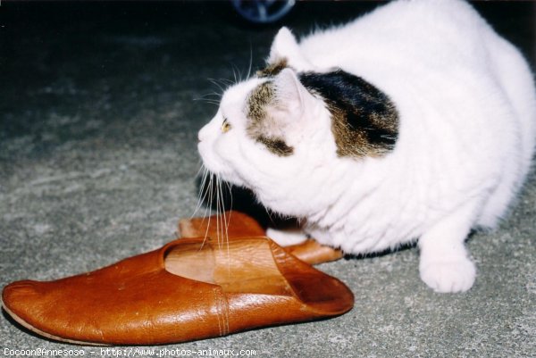 Photo de Chat domestique