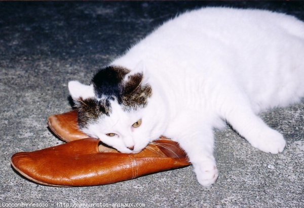 Photo de Chat domestique