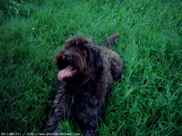 Photo de Caniche moyen