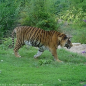 Photo de Tigre