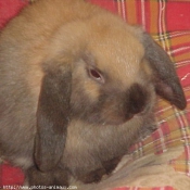 Photo de Lapin