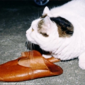 Photo de Chat domestique