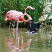 Photo de Flamand rose