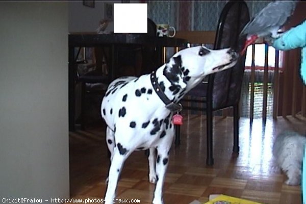 Photo de Dalmatien