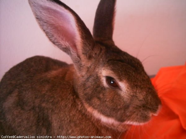 Photo de Lapin