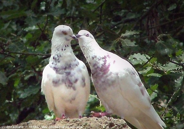 Photo de Pigeon