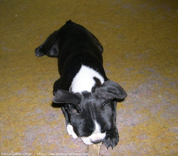 Photo de Boston terrier