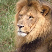 Photo de Lion