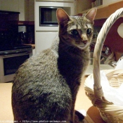 Photo d'Ocicat