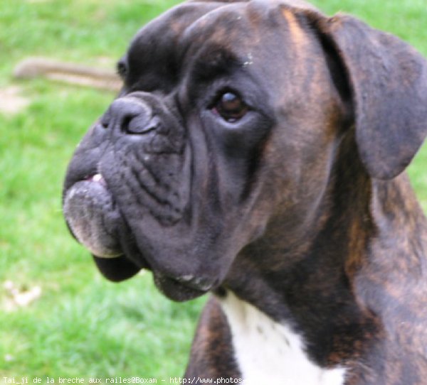 Photo de Boxer