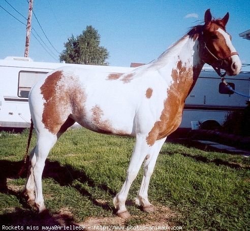 Photo de Paint horse