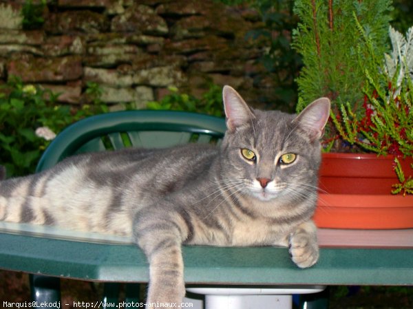 Photo de Croisement