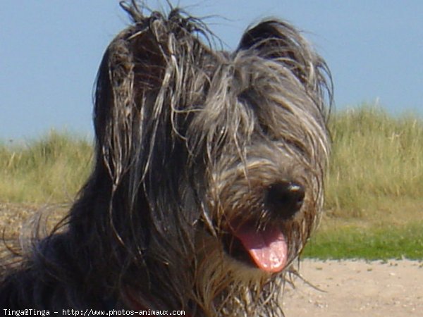 Photo de Chien de berger des pyrenes  poil long