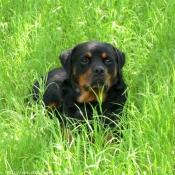 Photo de Rottweiler