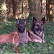 Photo de Berger belge malinois