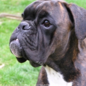 Photo de Boxer