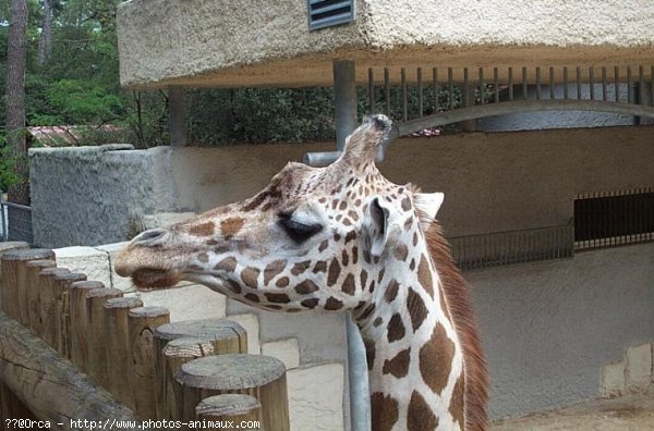 Photo de Girafe