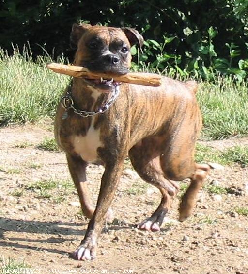 Photo de Boxer