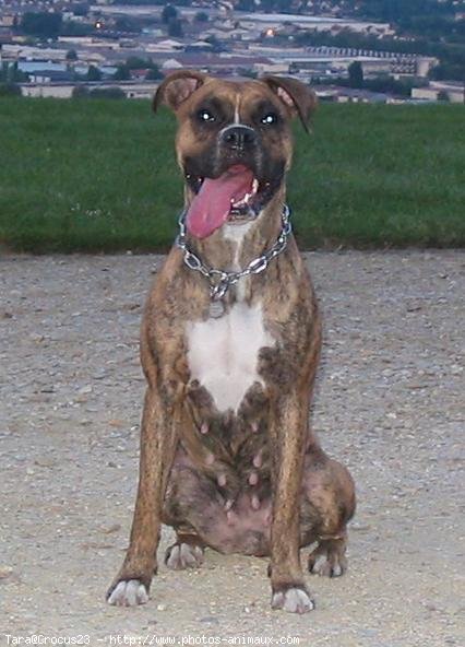 Photo de Boxer