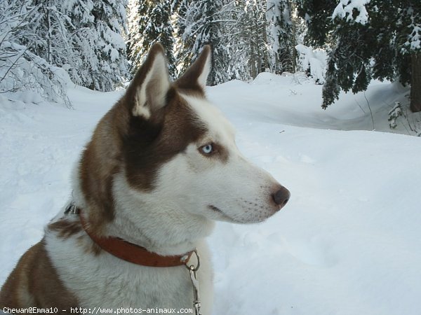 Photo de Husky siberien