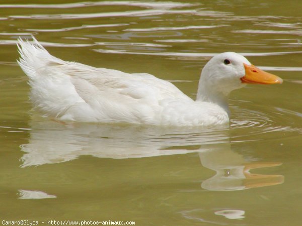 Photo de Canard