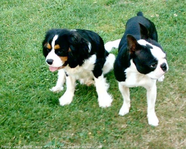 Photo de Cavalier king charles spaniel