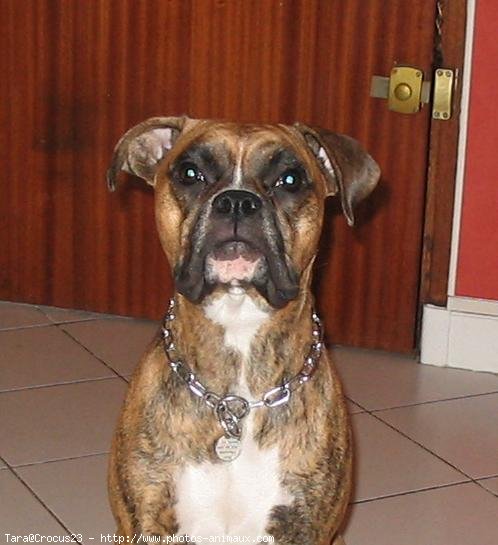 Photo de Boxer