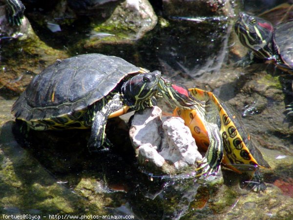 Photo de Tortue