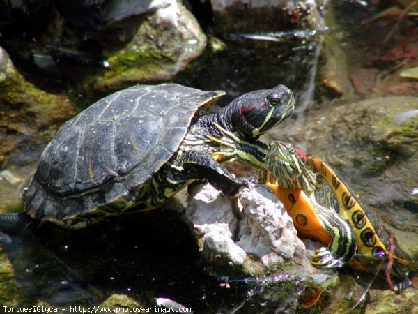 Photo de Tortue