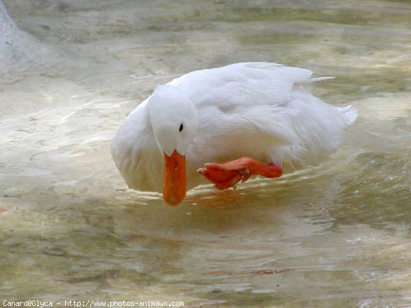 Photo de Canard