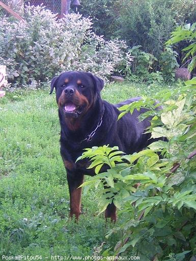 Photo de Rottweiler