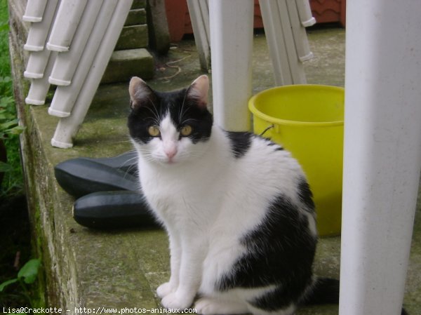 Photo de Chat domestique