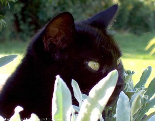 Photo de Chat domestique