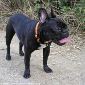 Photo de Bouledogue franais