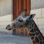 Photo de Girafe