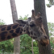 Photo de Girafe