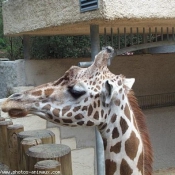 Photo de Girafe