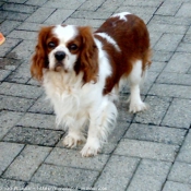 Photo de Cavalier king charles spaniel