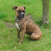 Photo de Boxer