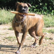 Photo de Boxer