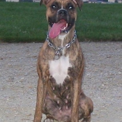 Photo de Boxer