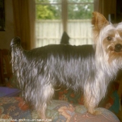 Photo de Yorkshire terrier