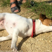 Photo de Jack russell terrier