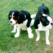 Photo de Cavalier king charles spaniel