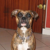 Photo de Boxer