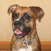 Photo de Boxer