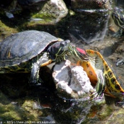 Photo de Tortue