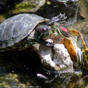 Photo de Tortue