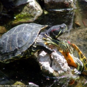 Photo de Tortue